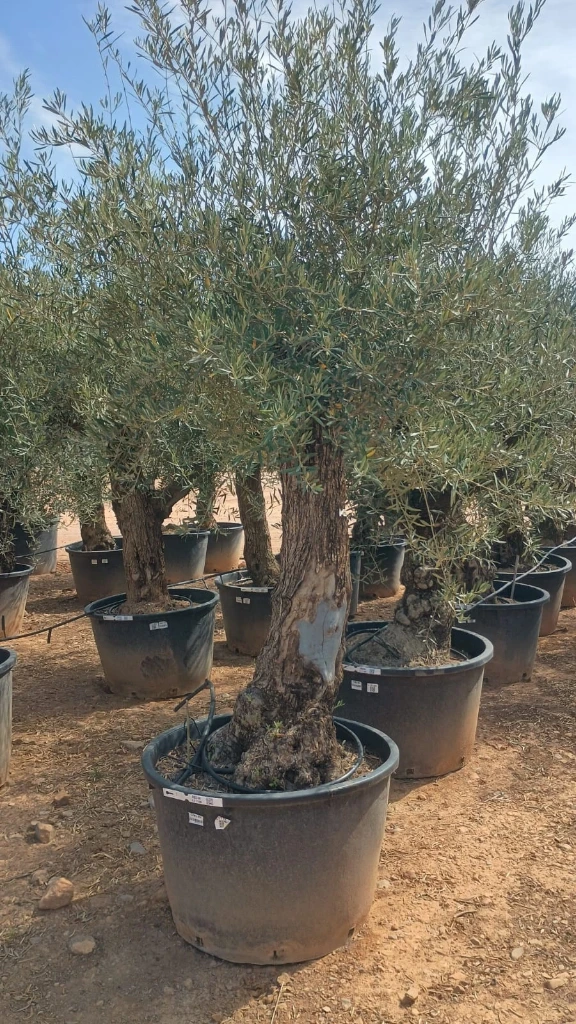 OBC60 - Olea Europaea Olivo Bonsái