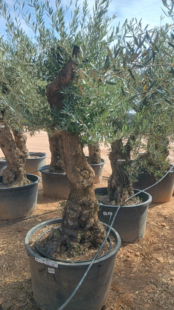OBC60 - Olea Europaea Olivo Bonsái