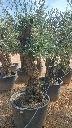 OBC60 - Olea Europaea Olivo Bonsái