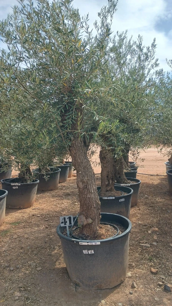 OBC60 - Olea Europaea Olivo Bonsái