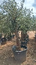 OBC60 - Olea Europaea Olivo Bonsái