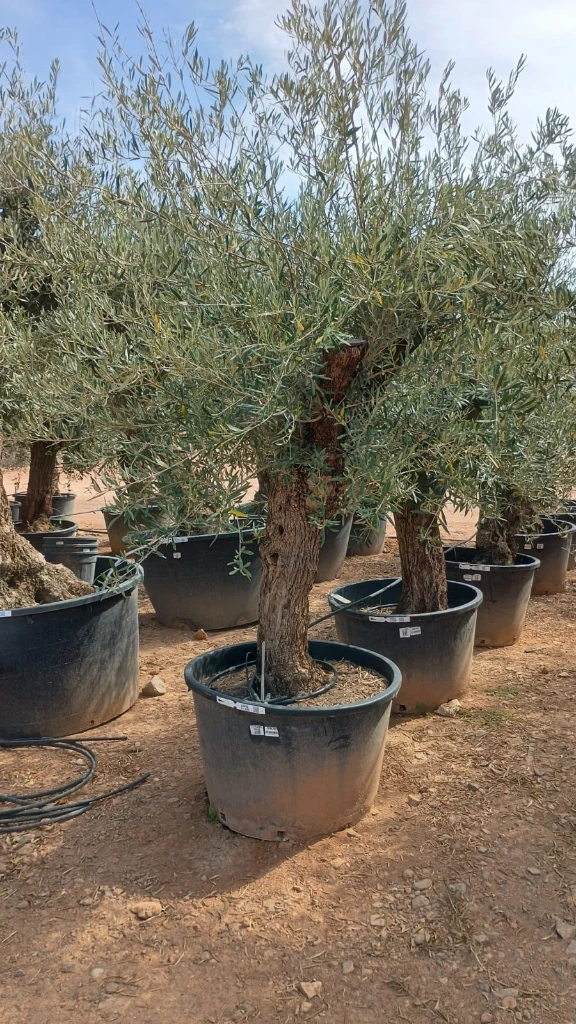 OBC60 - Olea Europaea Olivo Bonsái