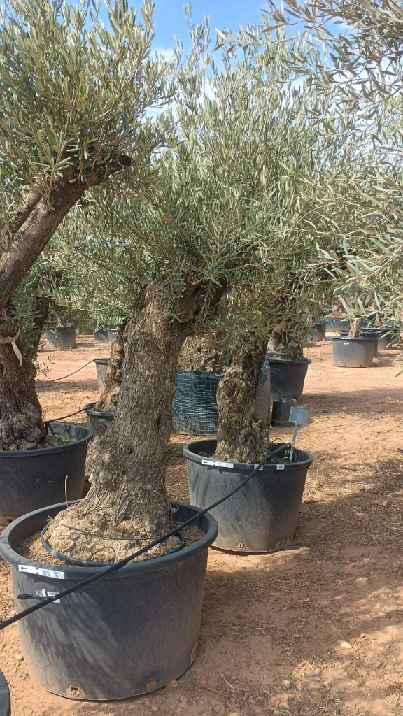 OBC80 - Olea Europaea Olivo Bonsái