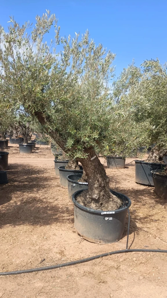 OBC80 - Olea Europaea Olivo Bonsái