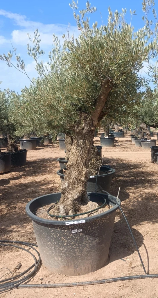 OBC80 - Olea Europaea Olivo Bonsái