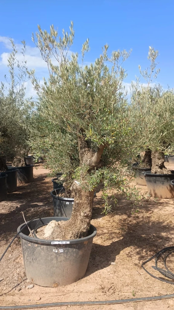 OBC80 - Olea Europaea Olivo Bonsái