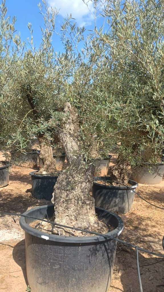 OBC80 - Olea Europaea Olivo Bonsái