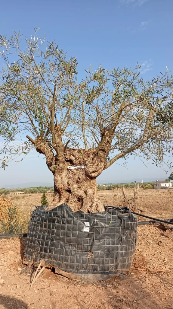 OBM100 - Olea Europaea Olivo Bonsái Malla Metálica