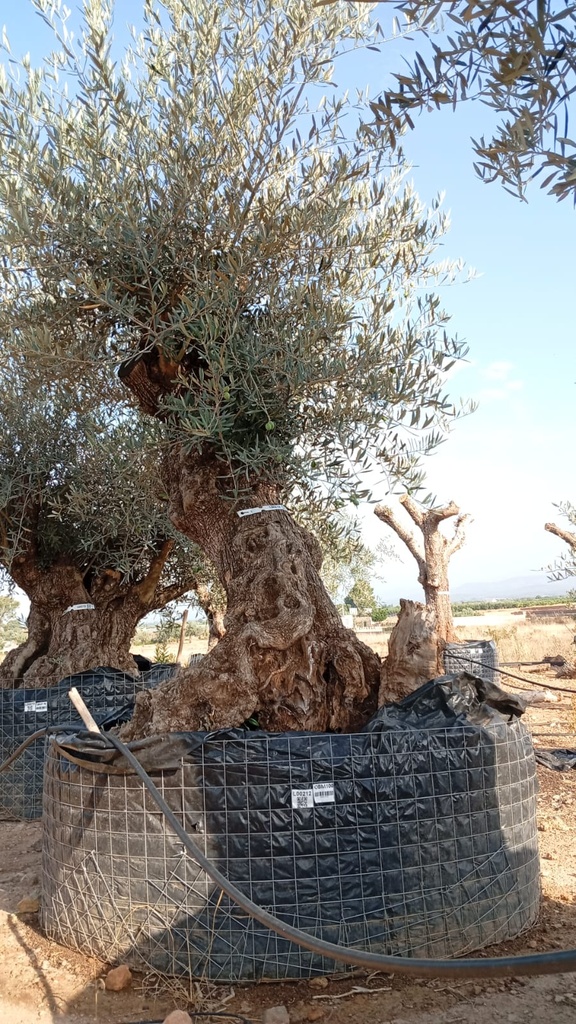 OBM100 - Olea Europaea Olivo Bonsái Malla Metálica