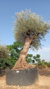 OBM100 - Olea Europaea Olivo Bonsái Malla Metálica