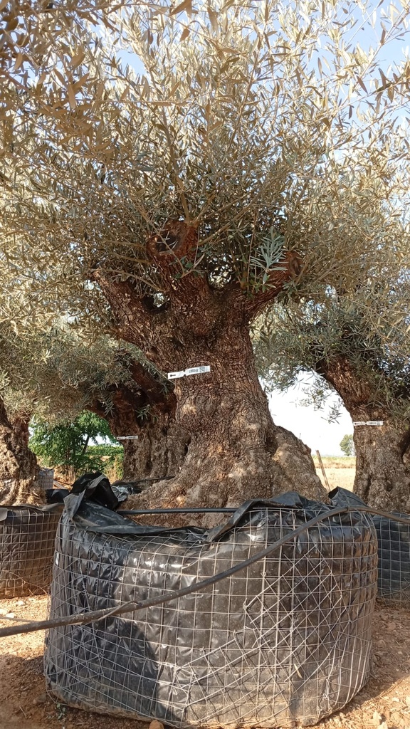 OBM100 - Olea Europaea Olivo Bonsái Malla Metálica