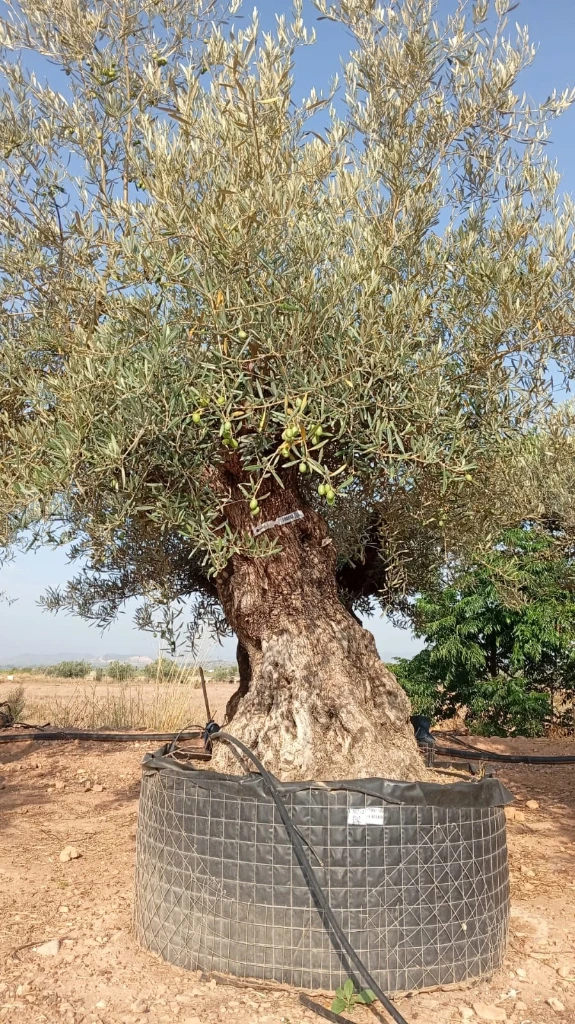 OBM100 - Olea Europaea Olivo Bonsái Malla Metálica
