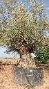 OBM100 - Olea Europaea Olivo Bonsái Malla Metálica