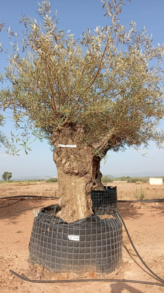OBM100 - Olea Europaea Olivo Bonsái Malla Metálica