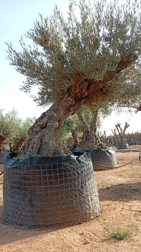 OBM100 - Olea Europaea Olivo Bonsái Malla Metálica