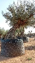 OBM100 - Olea Europaea Olivo Bonsái Malla Metálica
