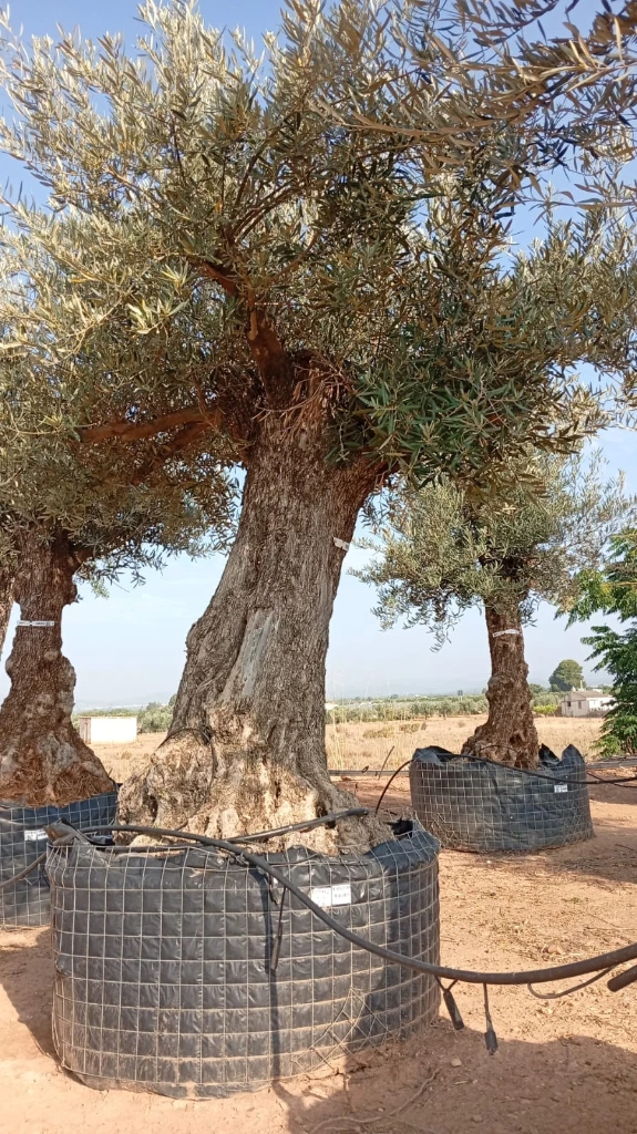 OBM100 - Olea Europaea Olivo Bonsái Malla Metálica