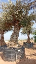 OBM100 - Olea Europaea Olivo Bonsái Malla Metálica