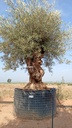 OBM100 - Olea Europaea Olivo Bonsái Malla Metálica