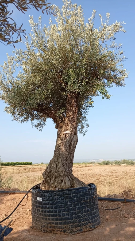 OBM100 - Olea Europaea Olivo Bonsái Malla Metálica