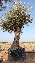 OBM100 - Olea Europaea Olivo Bonsái Malla Metálica