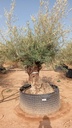 OBM100 - Olea Europaea Olivo Bonsái Malla Metálica