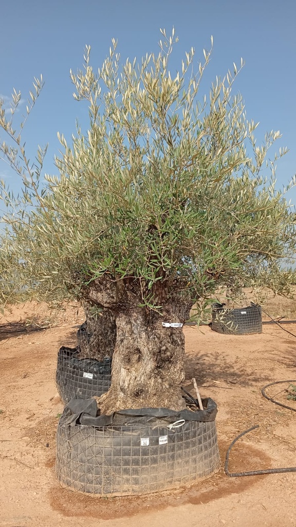 OBM100 - Olea Europaea Olivo Bonsái Malla Metálica