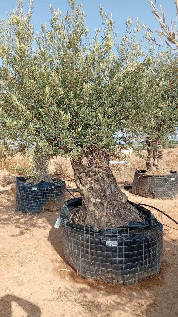 OBM100 - Olea Europaea Olivo Bonsái Malla Metálica