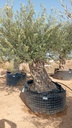 OBM100 - Olea Europaea Olivo Bonsái Malla Metálica
