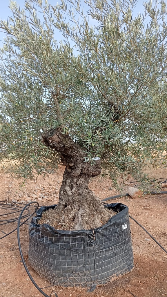 OBM100 - Olea Europaea Olivo Bonsái Malla Metálica