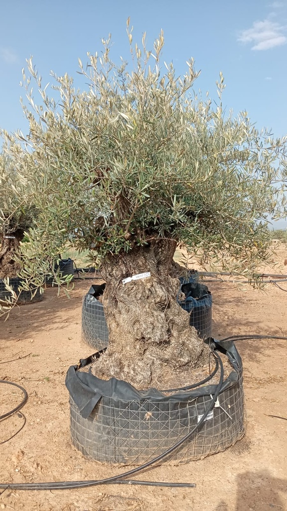 OBM100 - Olea Europaea Olivo Bonsái Malla Metálica