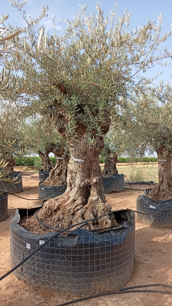 OBM100 - Olea Europaea Olivo Bonsái Malla Metálica