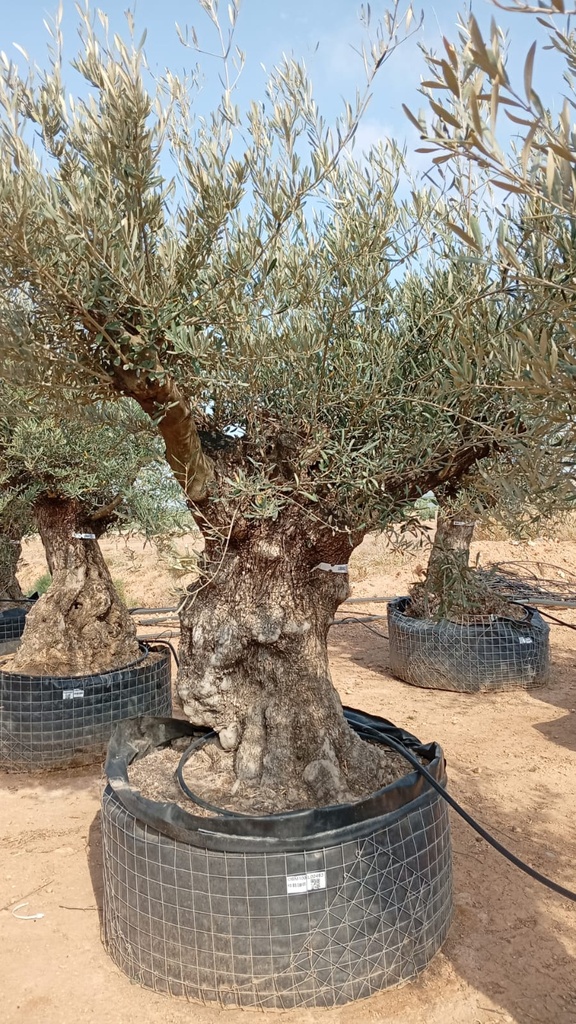 OBM100 - Olea Europaea Olivo Bonsái Malla Metálica