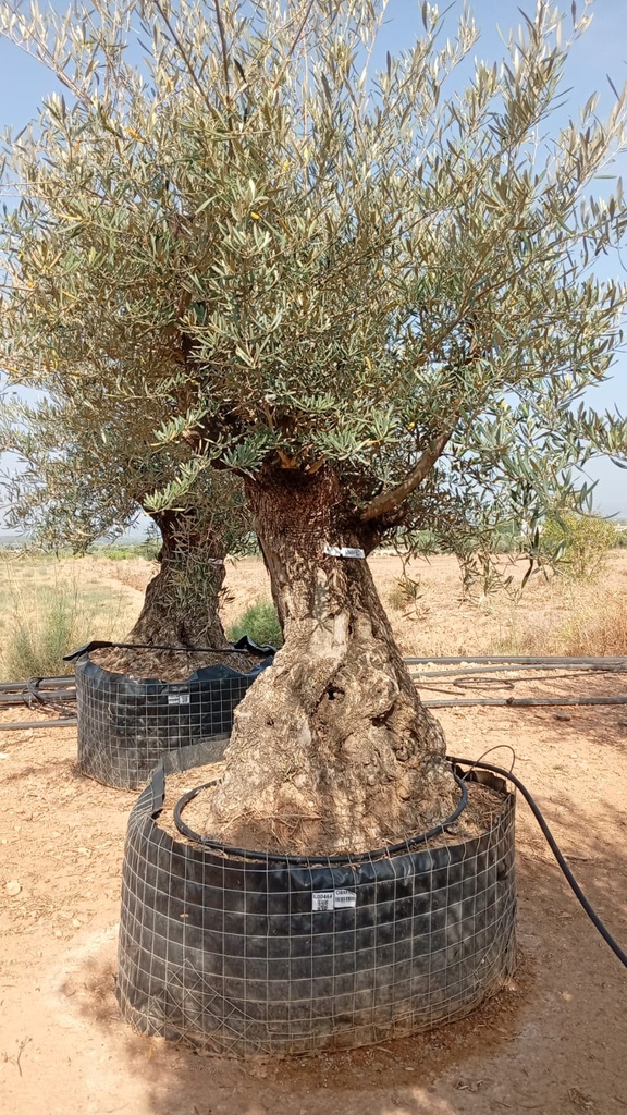 OBM100 - Olea Europaea Olivo Bonsái Malla Metálica