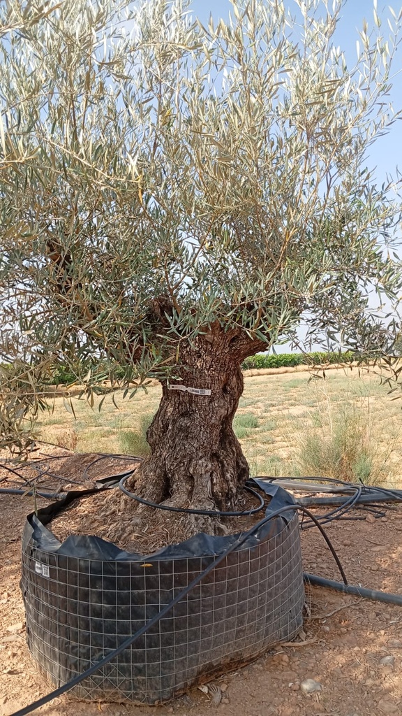 OBM100 - Olea Europaea Olivo Bonsái Malla Metálica