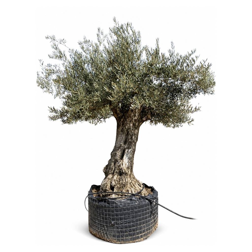 OBM100 - Olea Europaea Olivo Bonsái Malla Metálica (GENERICO [OBM100])
