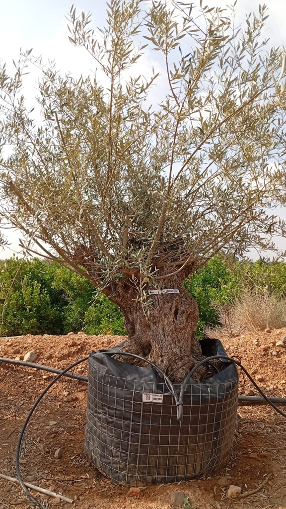 OBM120 - Olea Europaea Olivo Bonsái Malla Metálica