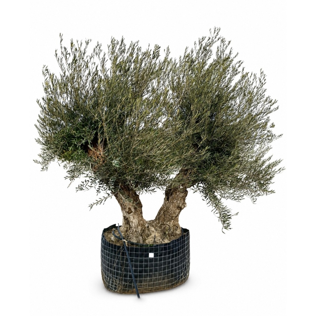 OBM120 - Olea Europaea Olivo Bonsái Malla Metálica (GENERICO [OBM120])