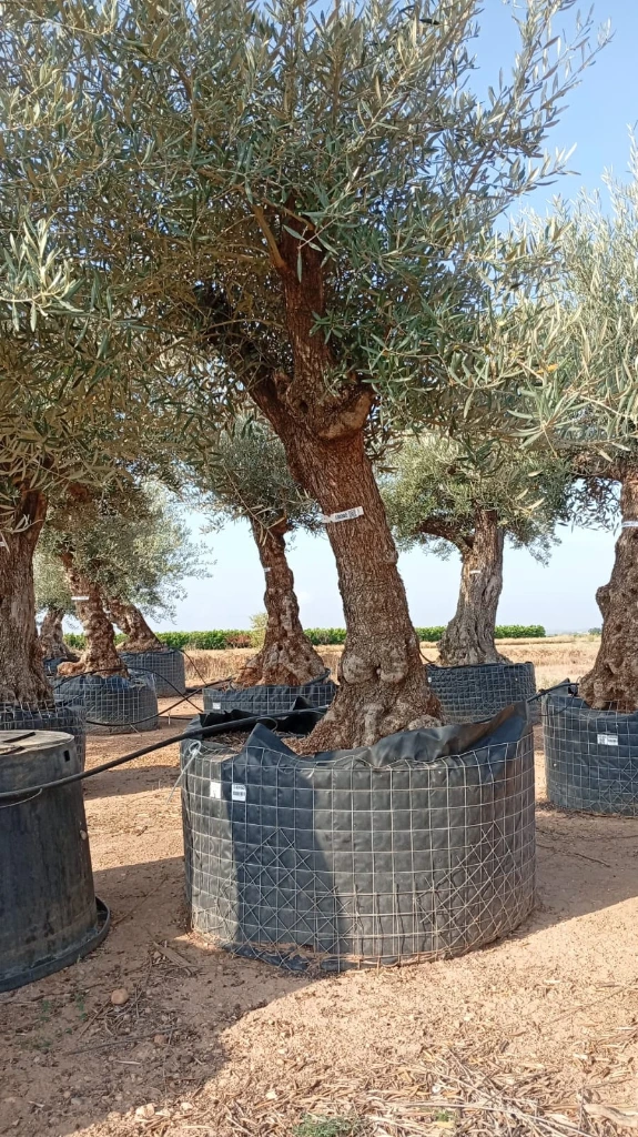 OBM60 - Olea Europaea Olivo Bonsái Malla Metálica