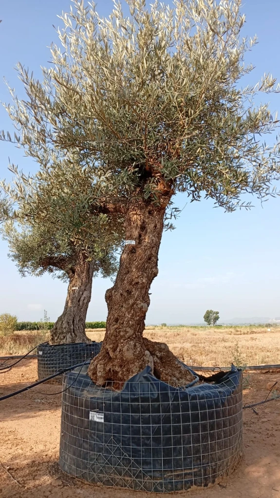 OBM60 - Olea Europaea Olivo Bonsái Malla Metálica
