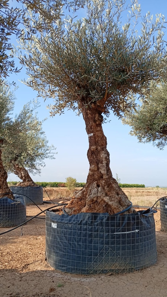 OBM60 - Olea Europaea Olivo Bonsái Malla Metálica