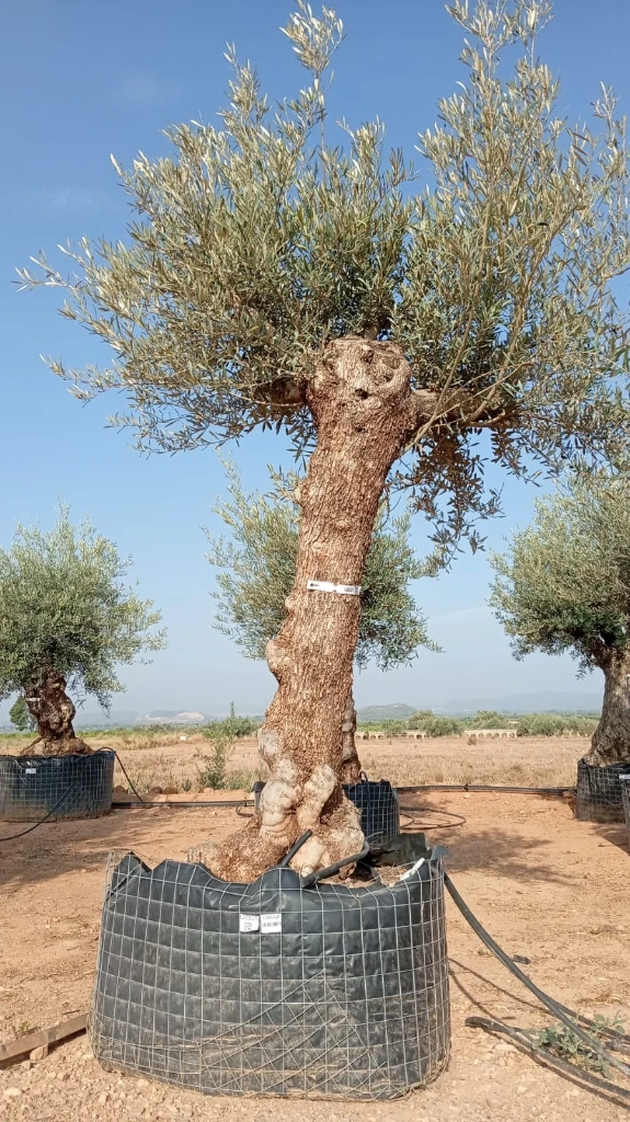 OBM60 - Olea Europaea Olivo Bonsái Malla Metálica
