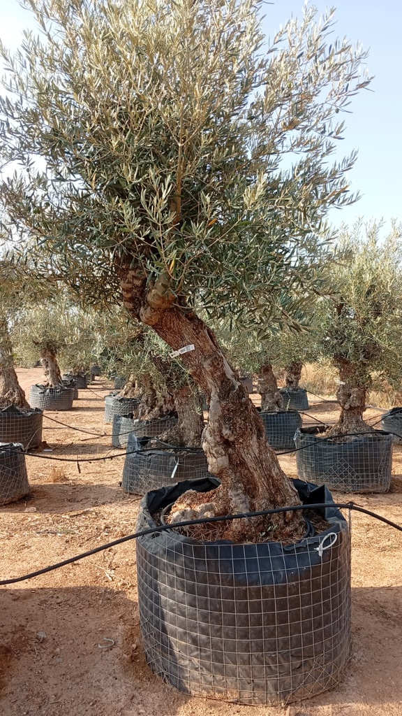 OBM60 - Olea Europaea Olivo Bonsái Malla Metálica