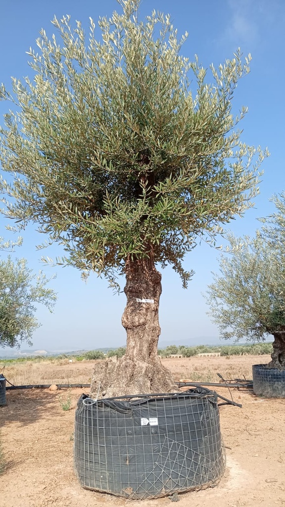 OBM60 - Olea Europaea Olivo Bonsái Malla Metálica