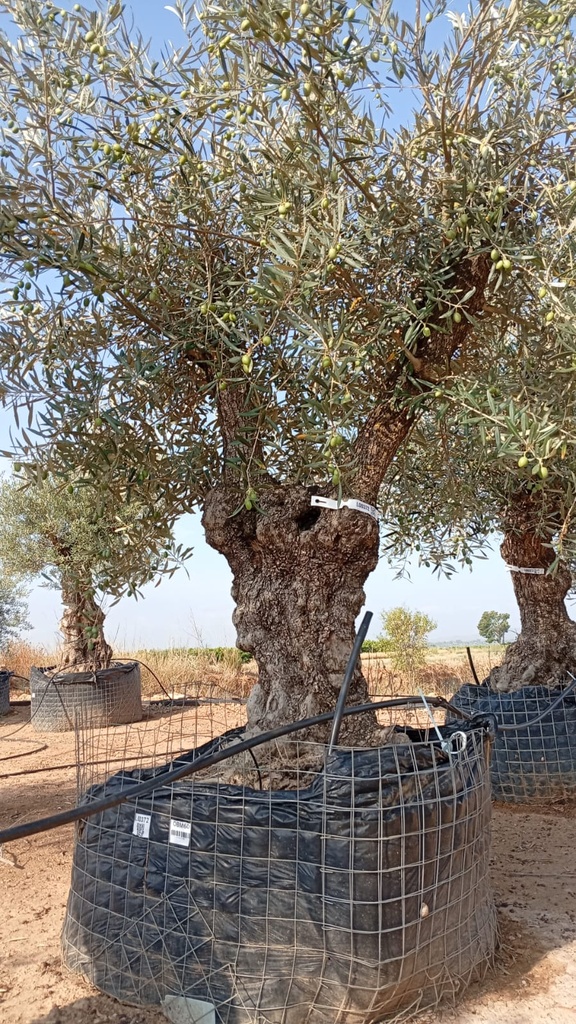OBM60 - Olea Europaea Olivo Bonsái Malla Metálica
