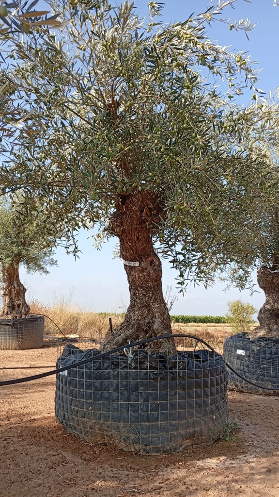 OBM60 - Olea Europaea Olivo Bonsái Malla Metálica