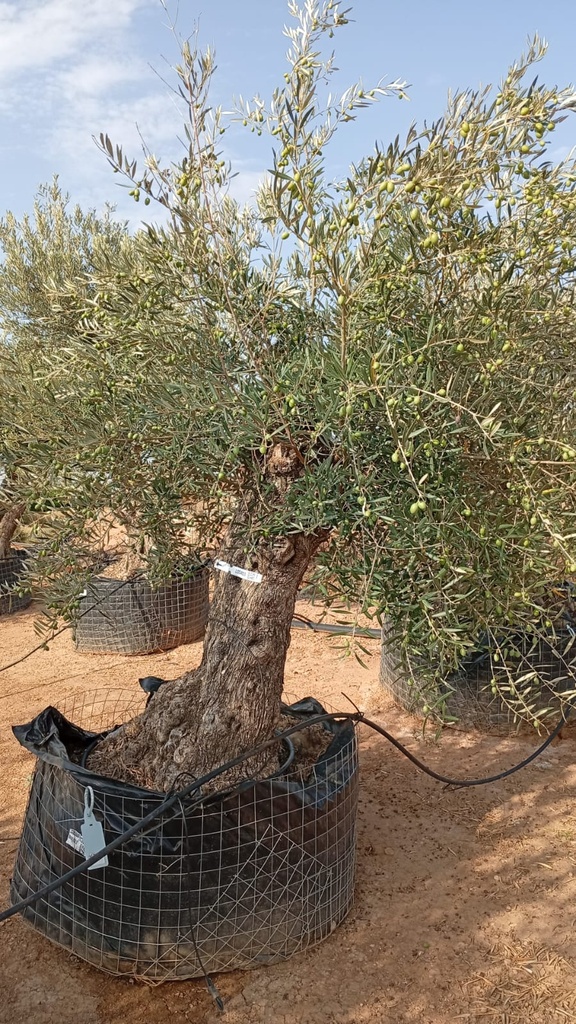 OBM60 - Olea Europaea Olivo Bonsái Malla Metálica