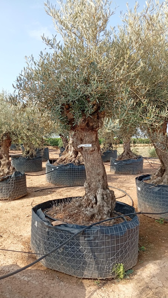 OBM60 - Olea Europaea Olivo Bonsái Malla Metálica