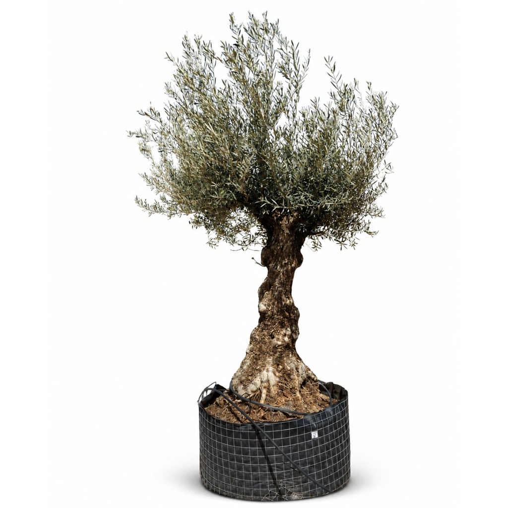 OBM60 - Olea Europaea Olivo Bonsái Malla Metálica (GENERICO [OBM60])