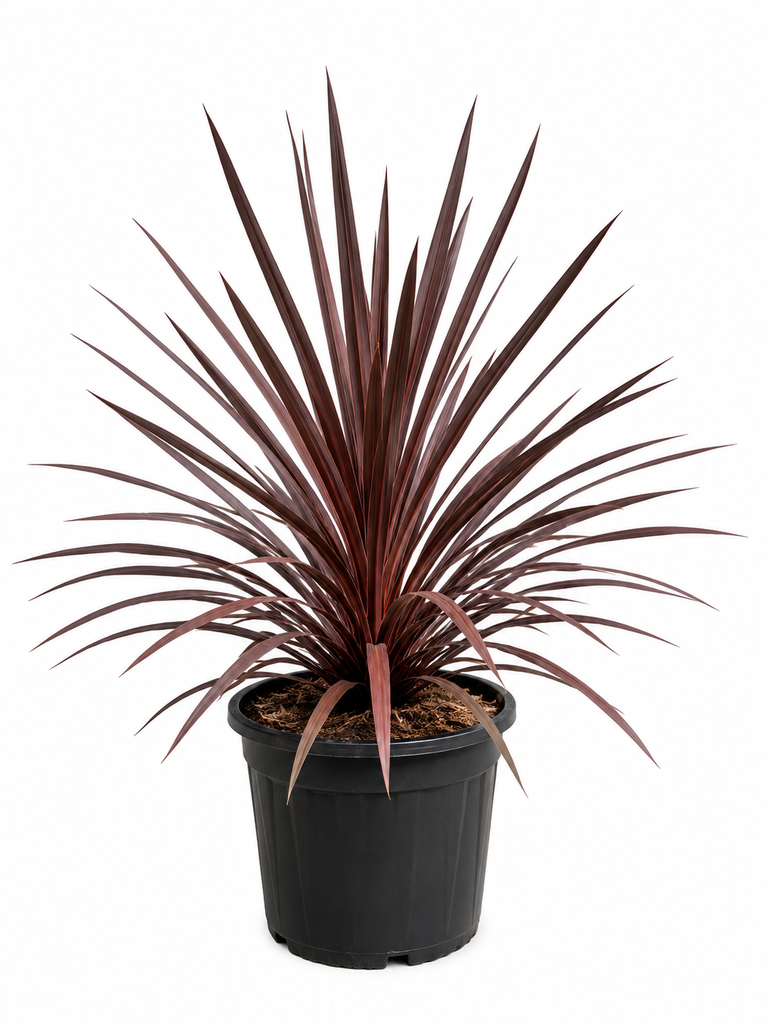 [DRA10R] DRA10R - Dracaena Red Star Roja